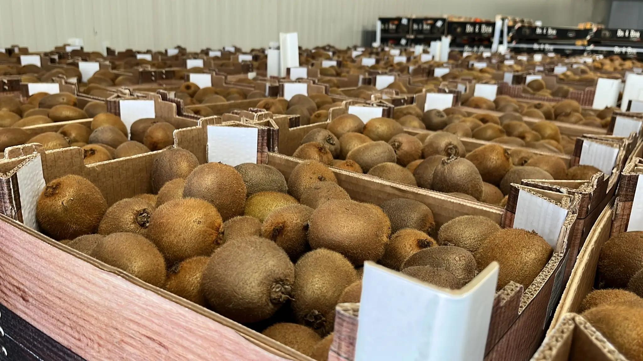 De nombreuses caisses remplies de kiwis dans un entrepôt.