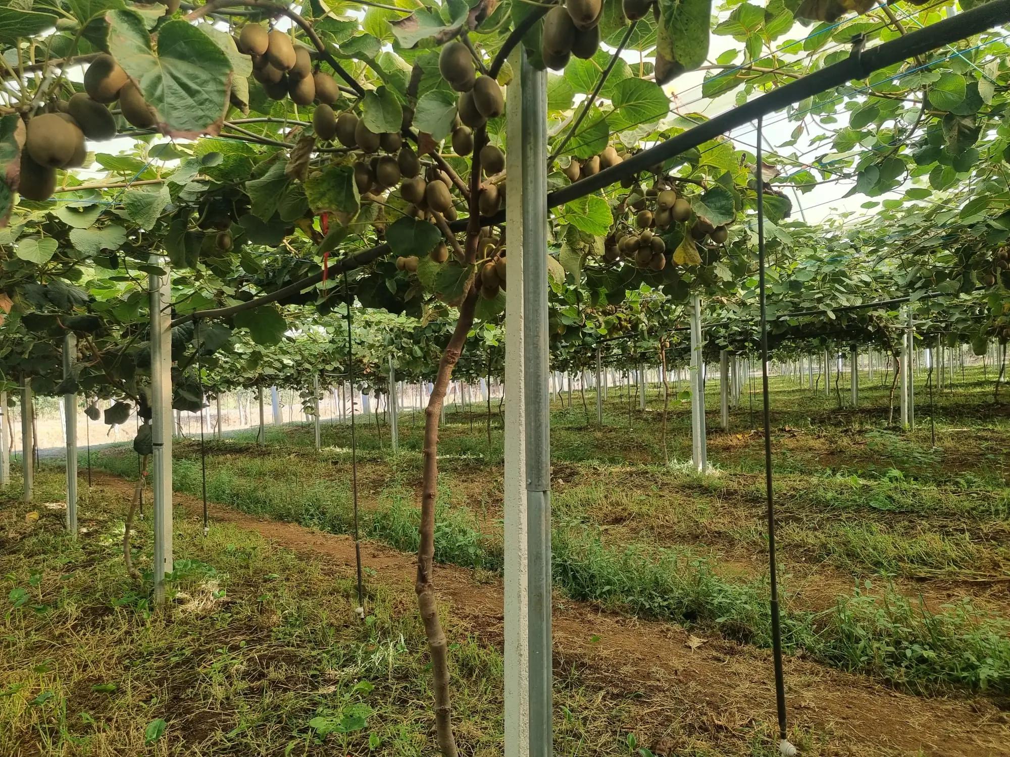 Rangées de kiwis avec fruits suspendus dans un verger, soutenus par des cadres métalliques.