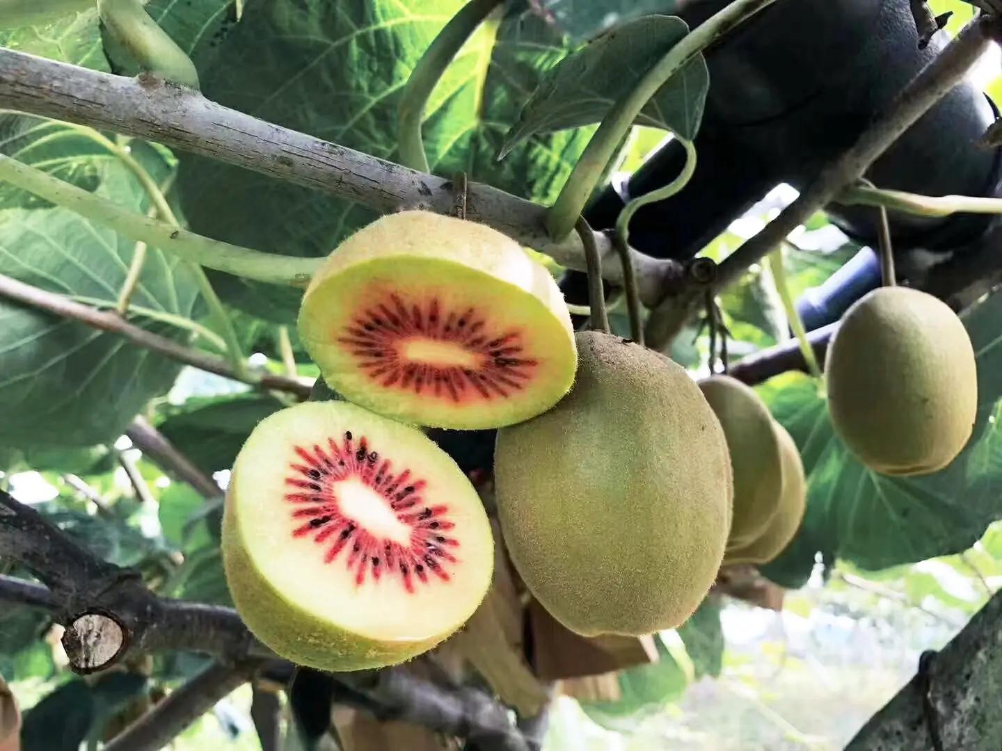 Kiwi rouge mûrs sur l'arbre, l'un d'entre eux étant ouvert, révélant les graines et la chair.