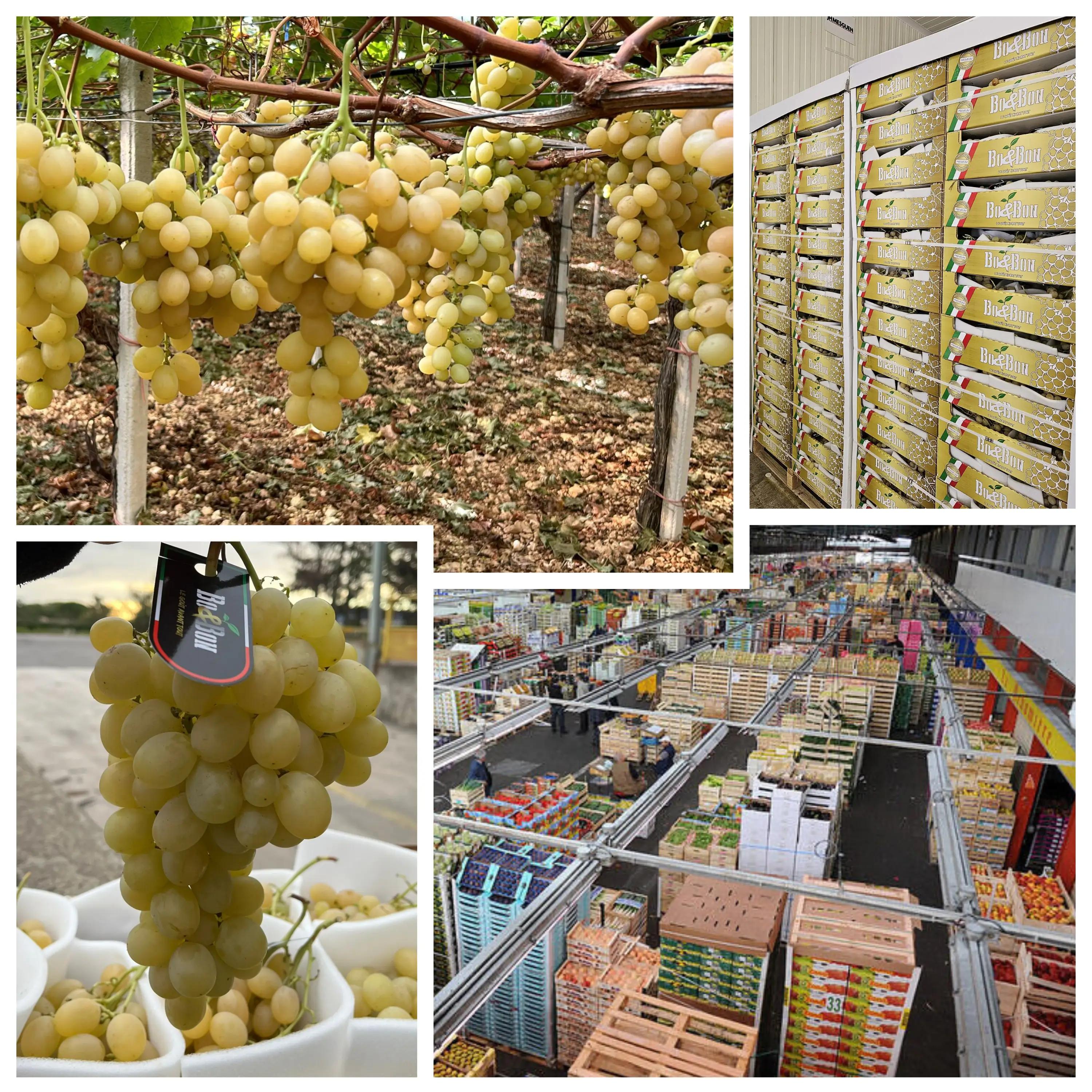 Montage de photos de raisins dans les champs et dans les entrepôts